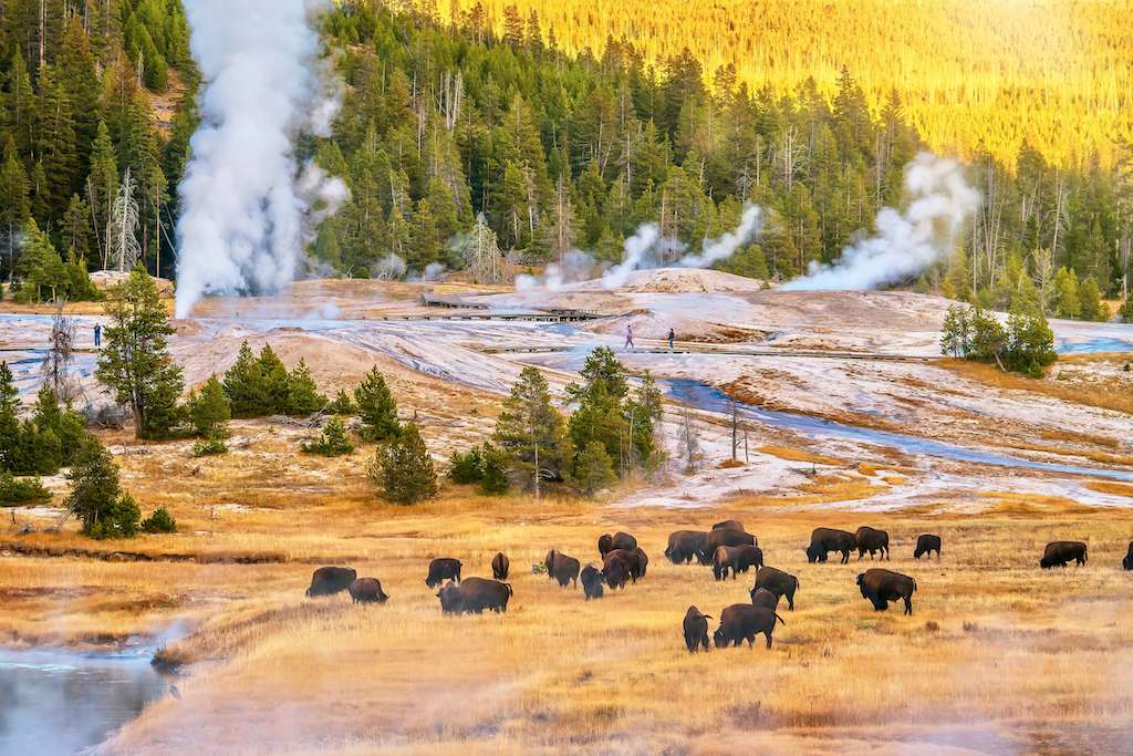 Bison in Yellowstone National Park with geysers in the background. 