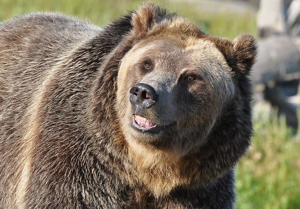 A grizzly bear in Yellowstone National Park.