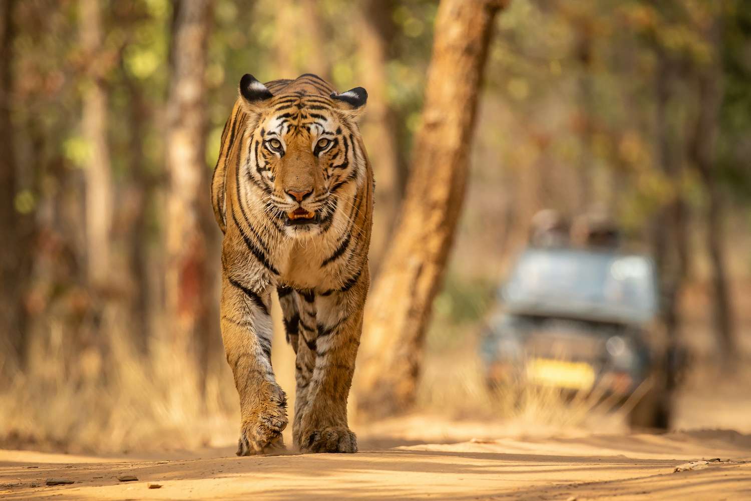 Tiger in Bandhavgarh National Park India