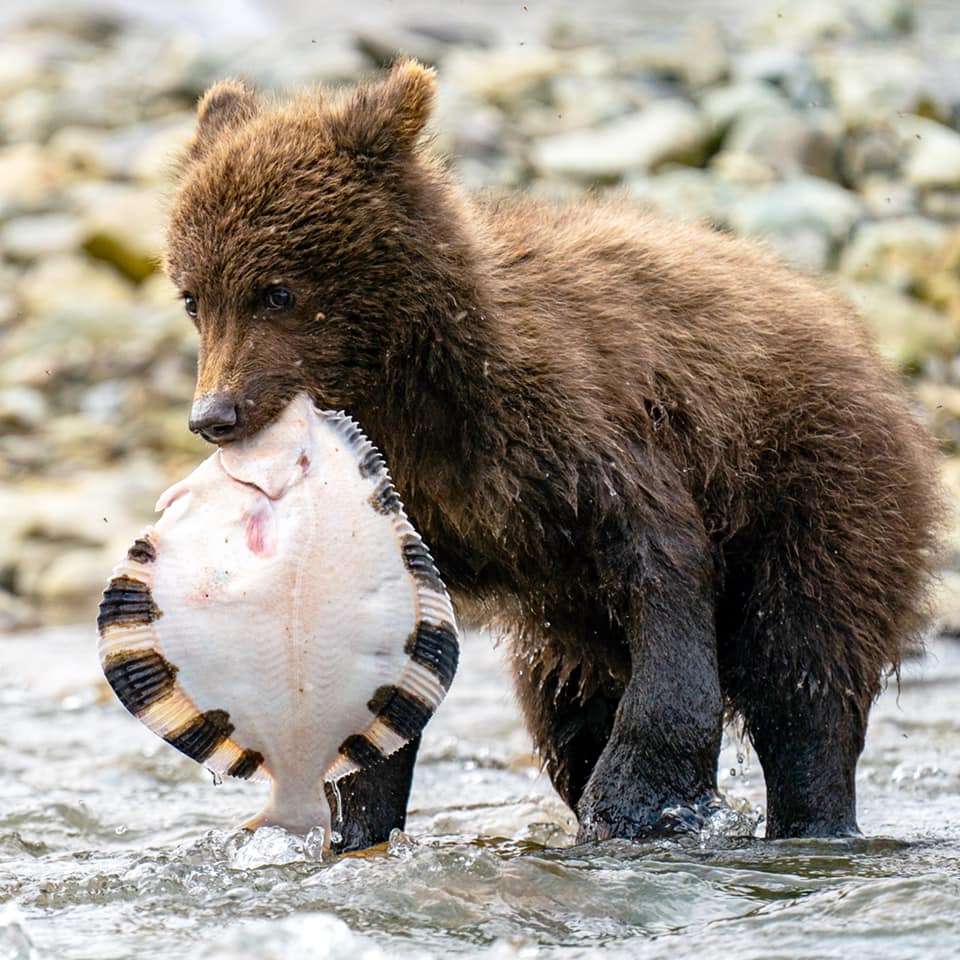 Flounder often make their way into freshwater to feed on salmon eggs and carcasses during the spawning season. This was likely this cub's first catch!
