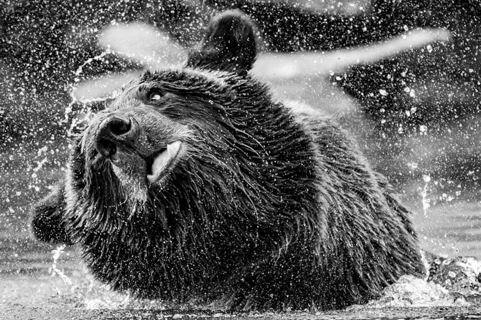 Black-and-white portrait of a brown bear fishing in Alaska. 