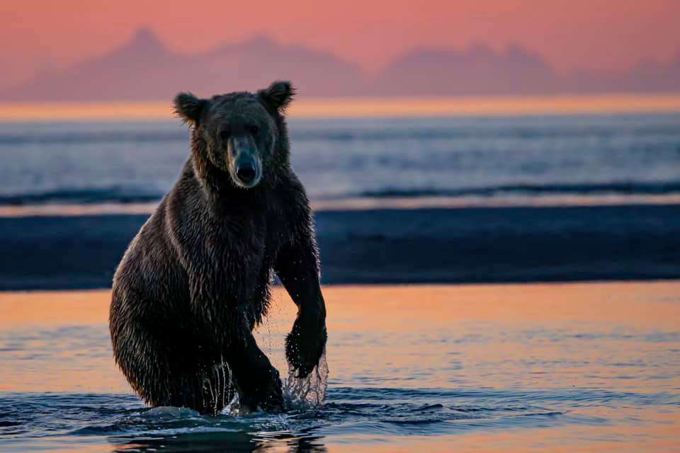 An Alaskan brown bear in the fiery glow of sunset. 