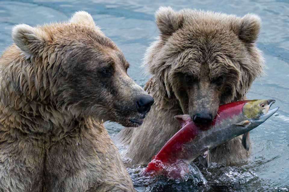 Two bears fish for salmon in Brooks Falls.