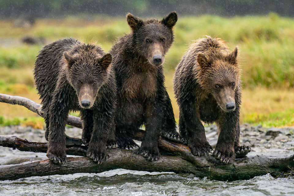 Three young bears by a salmon run in Alaska. 