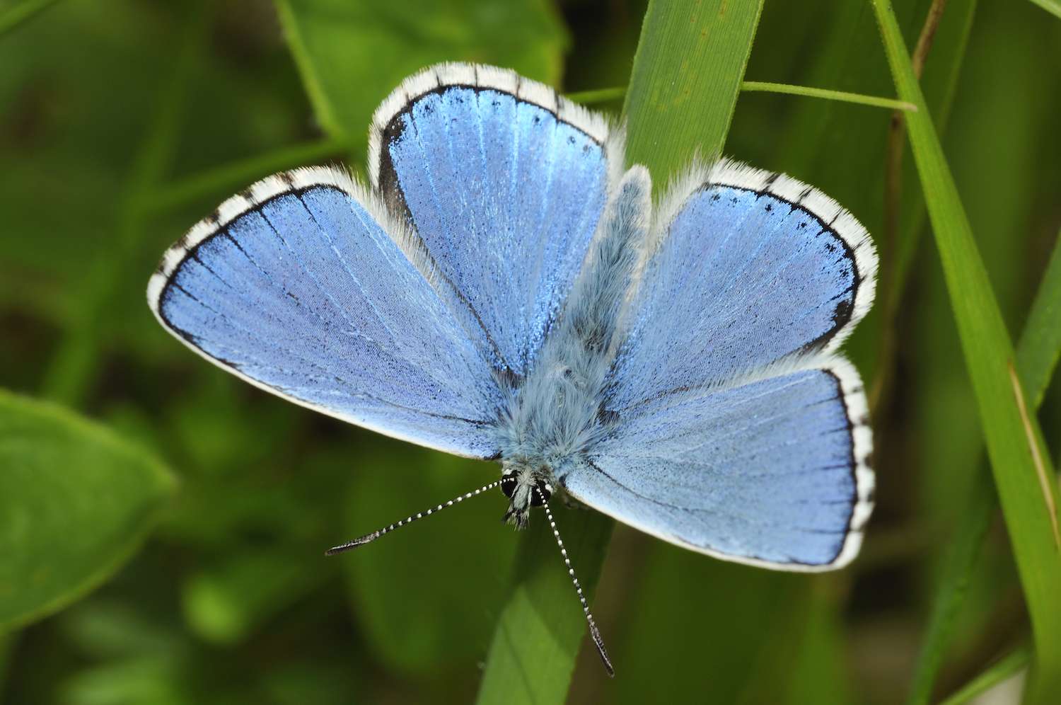 Male Adonis blue butterfly in Cotswolds England