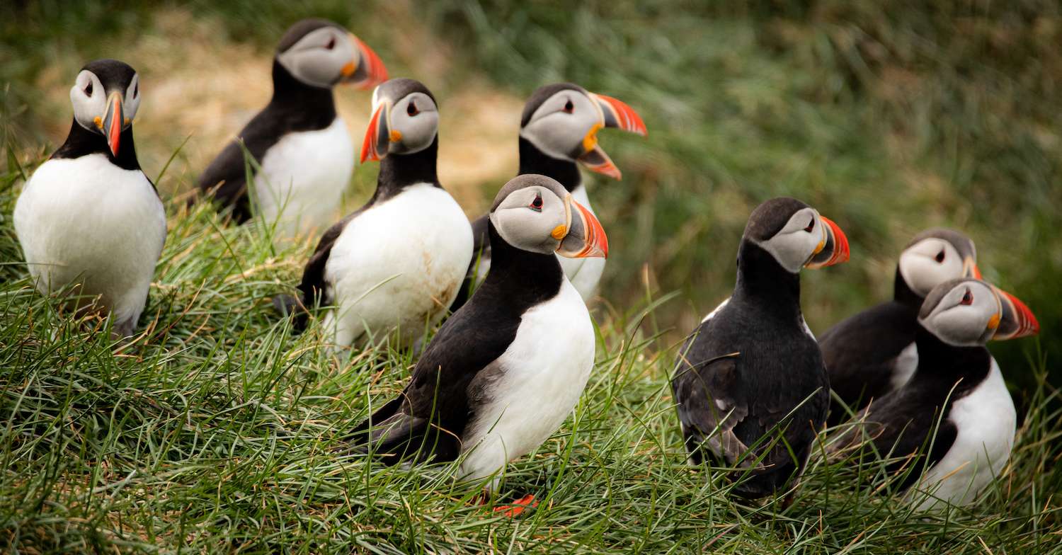 A group of Atlantic puffins in Iceland 