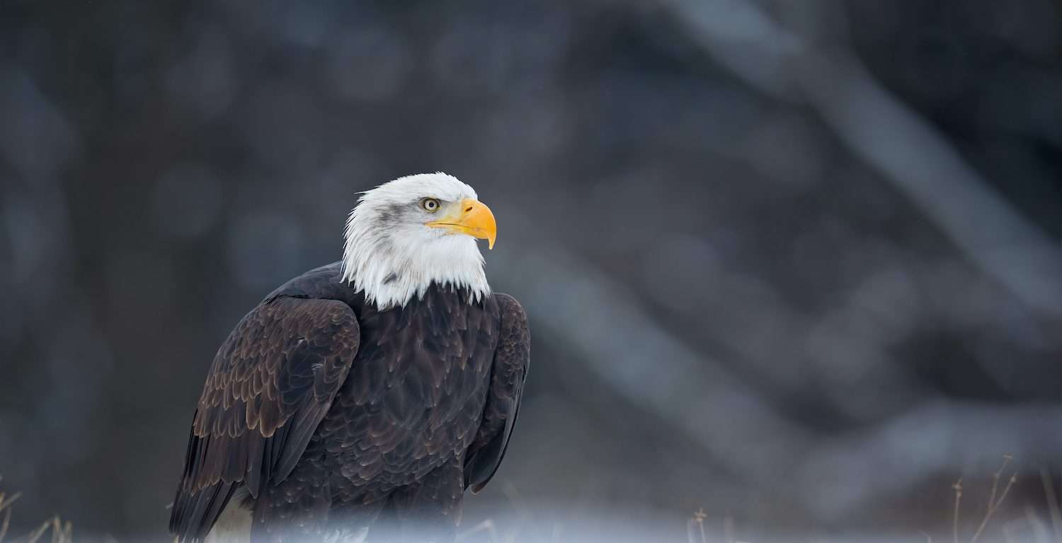 Bald eagle in Maine