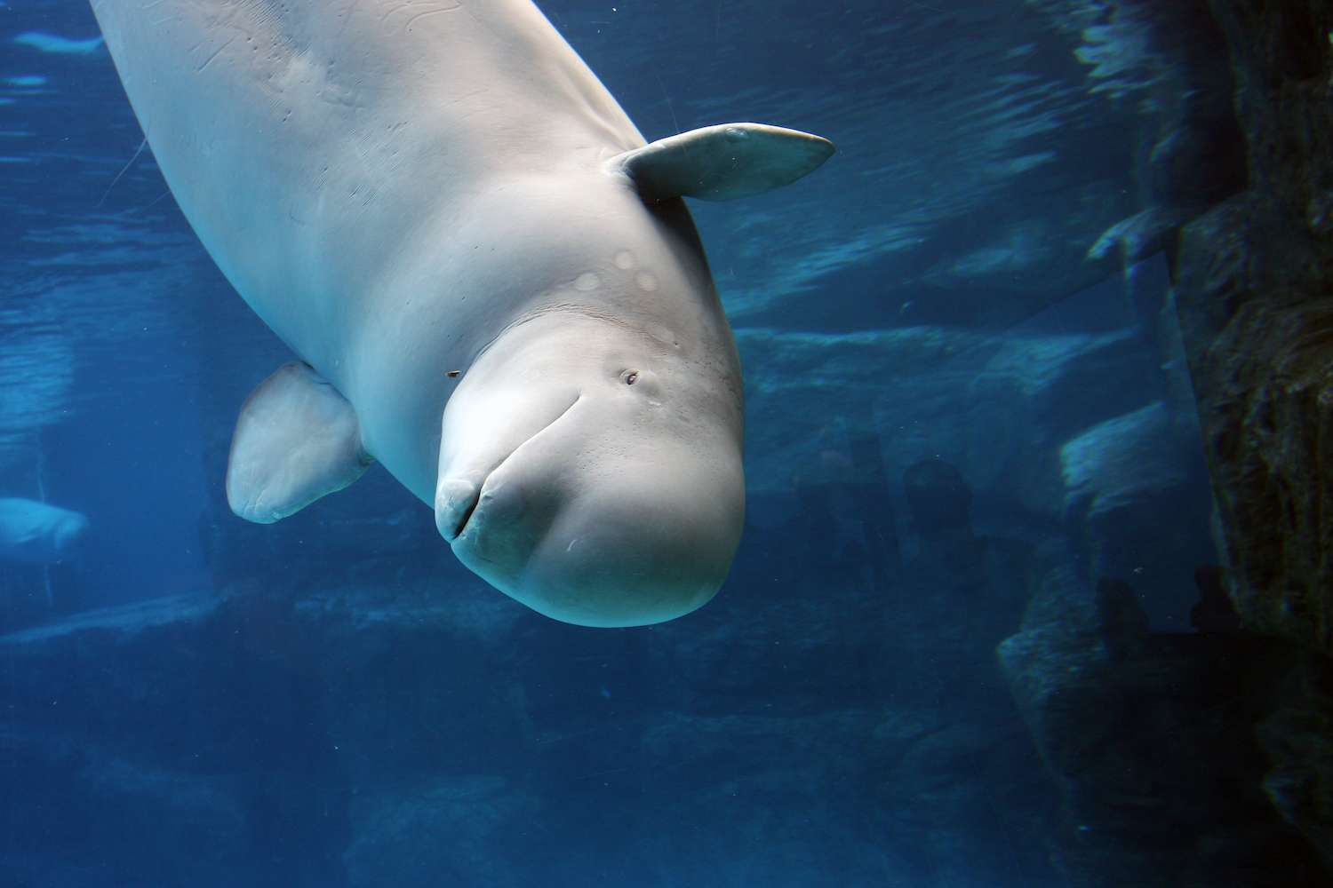 Beluga whale playing in clear blue water. 