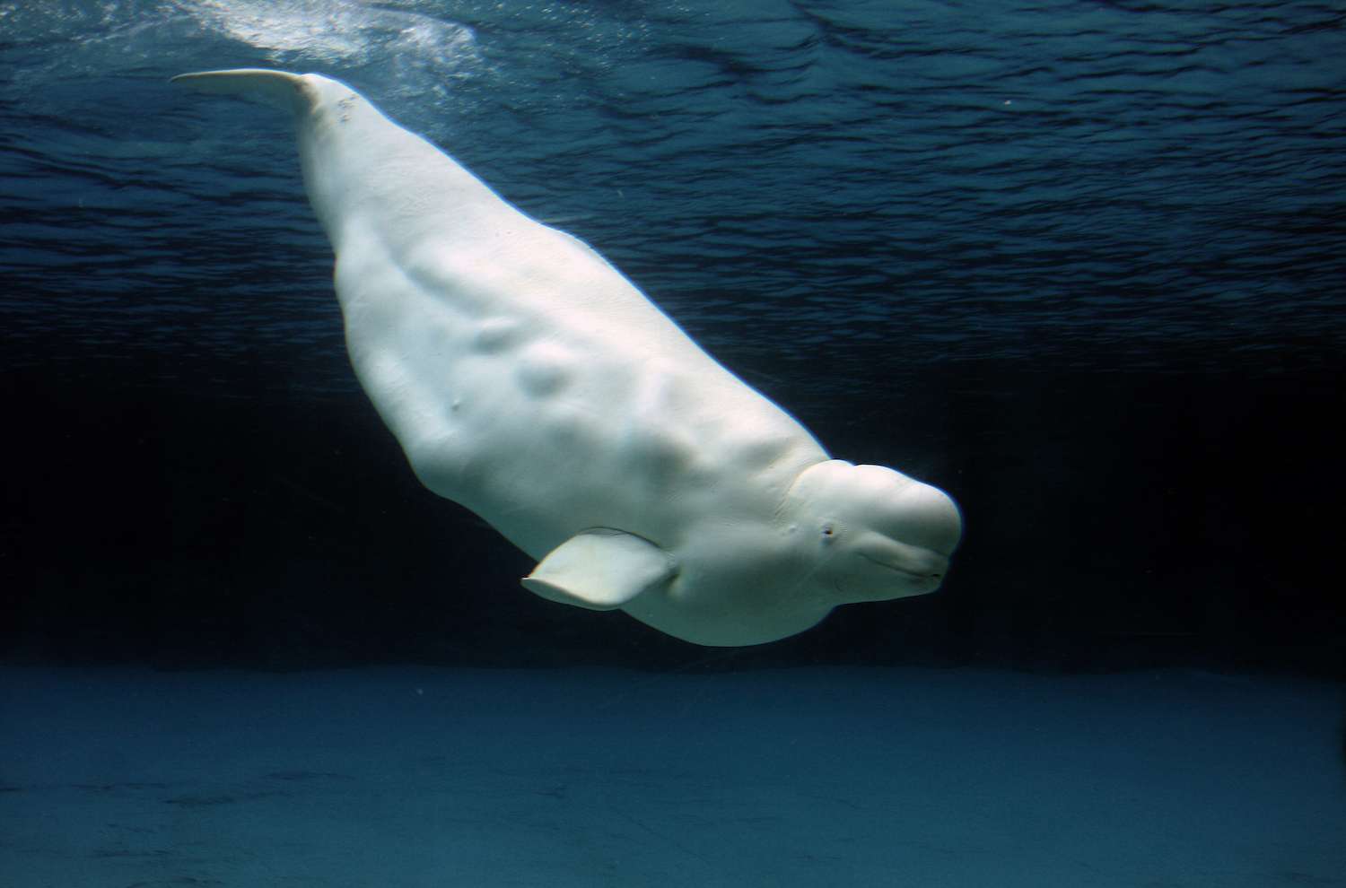 Beluga whale playing in clear blue water.