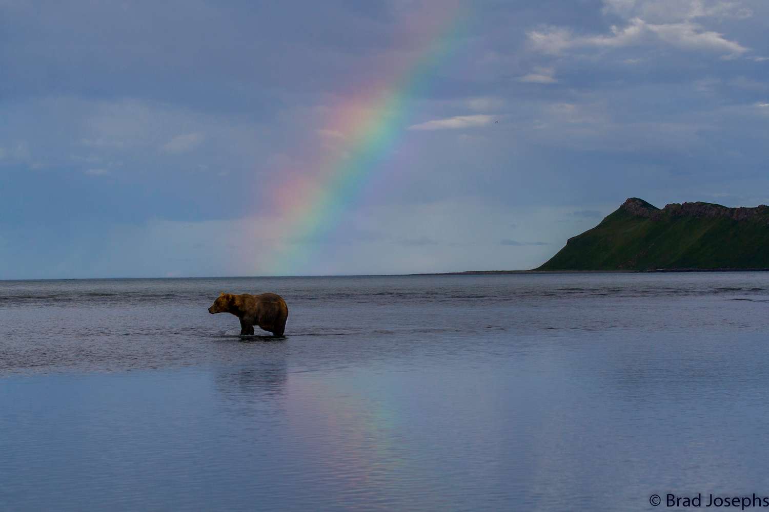 What can be found at the end of the rainbow? If you're in Alaska, it might be a bear! 