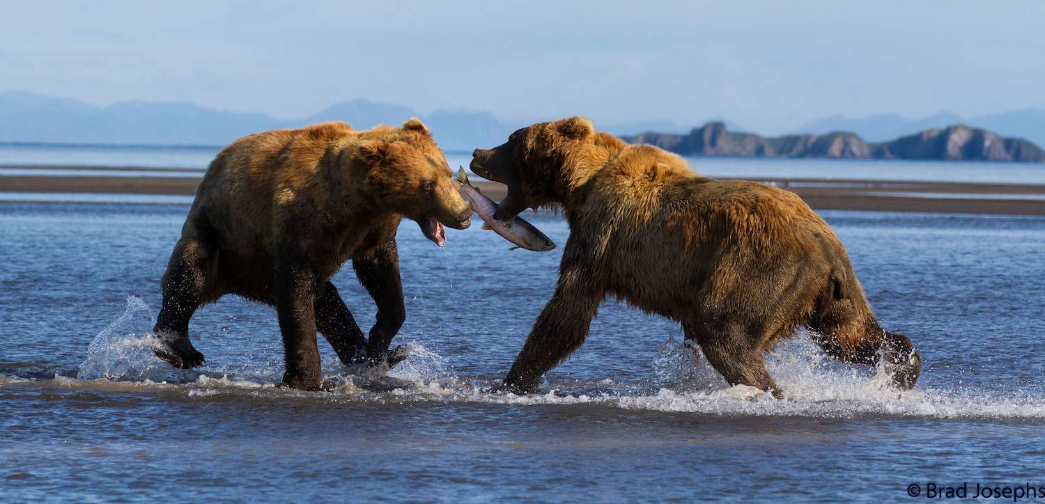 The competition is fierce as two males attempt to capture a succulent salmon.