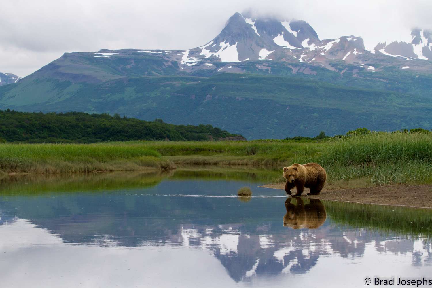 A brown bear and Alaskan mountain range is reflected in coastal waters. 