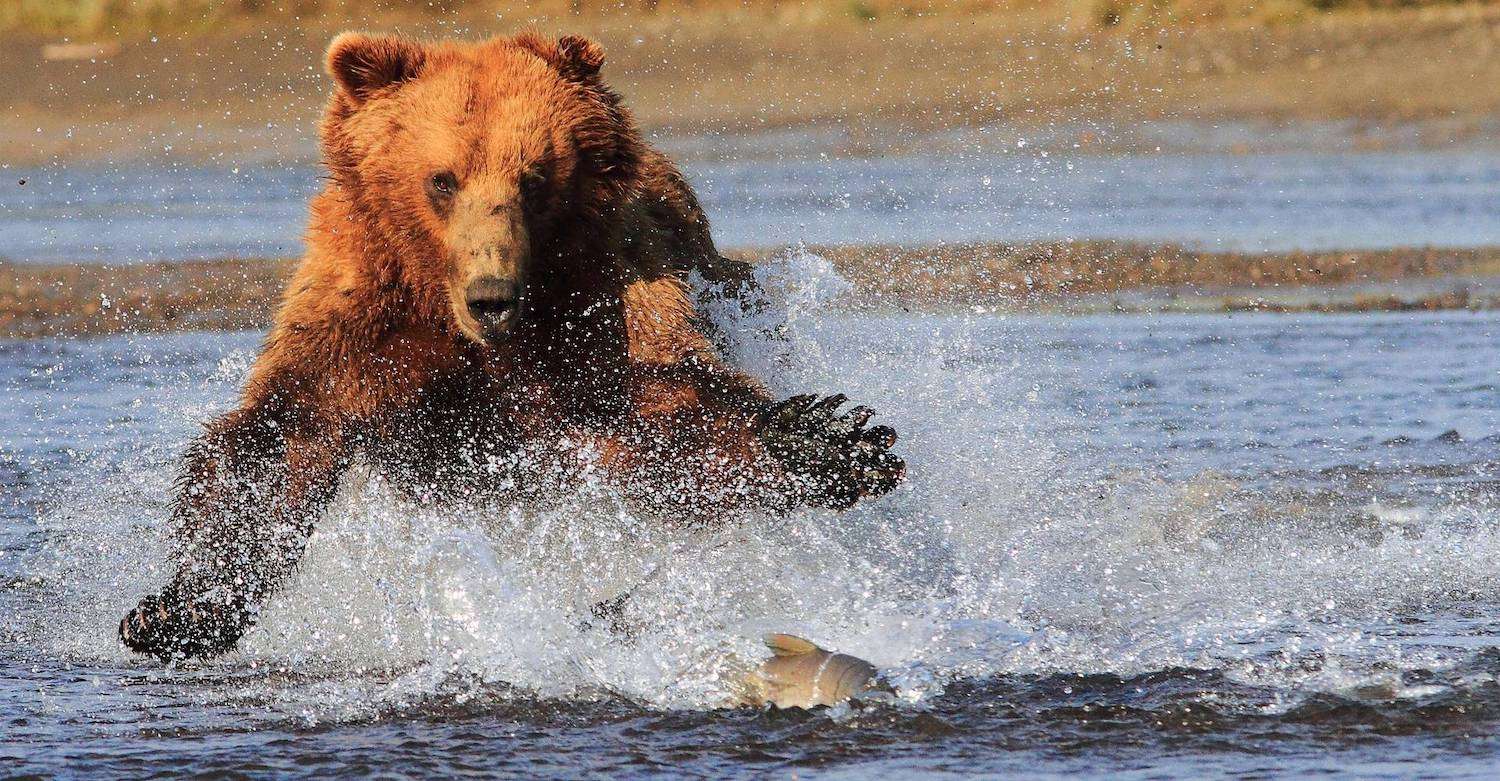 An iconic wildlife shot on Bears of Brooks Falls: A Photo Pro Expedition 