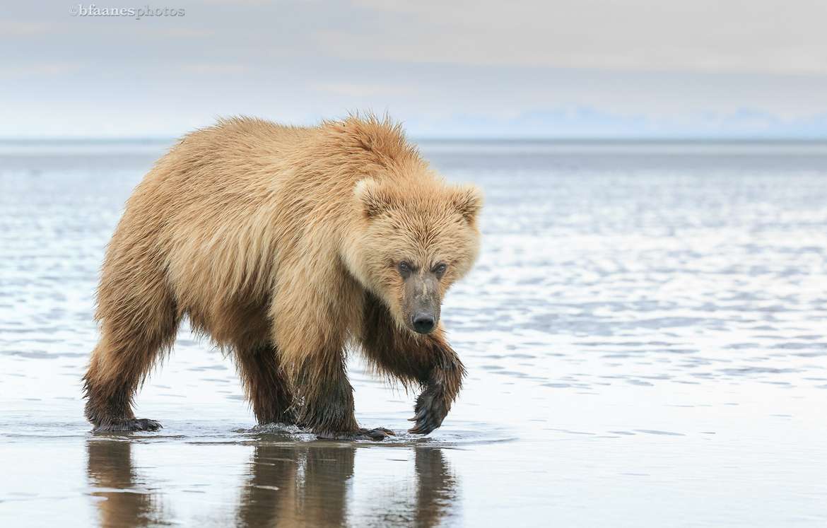 Salmon isn't the only seafood giant grizzlies feast on—bears also dig for razor, butter and steamer clams in the tidal flats. 
