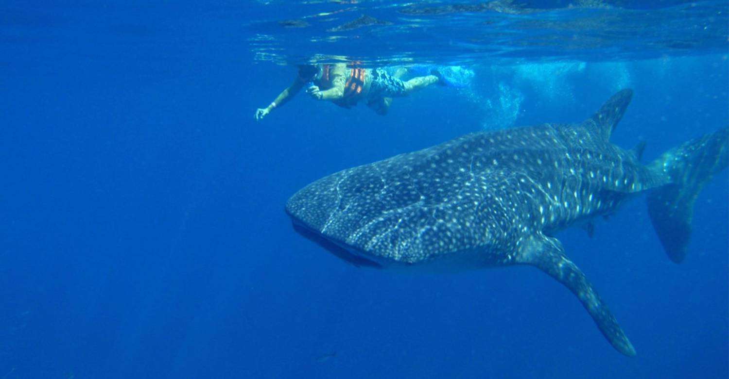 A snorkeler with a whale shark in Yucatan, Mexico.