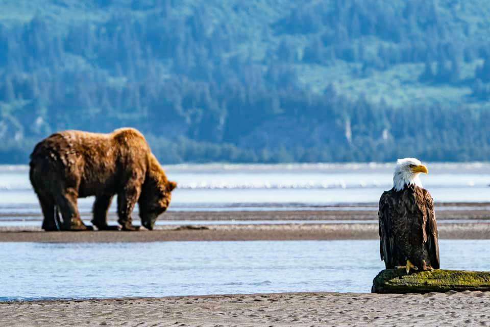 A thrilling chance encounter with a bear and a bald eagle. 