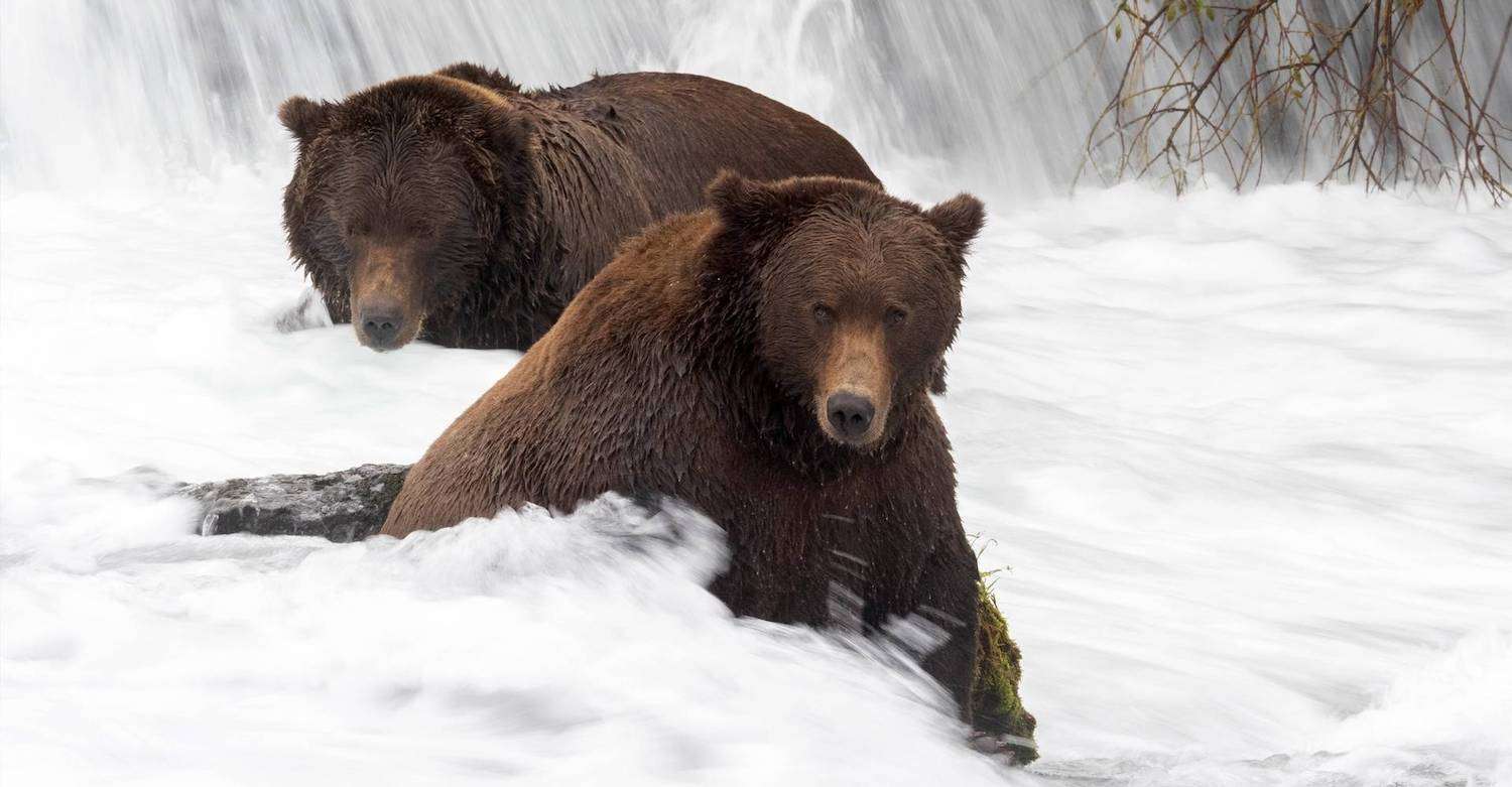 Two bears fish for salmon in Brooks Falls. 