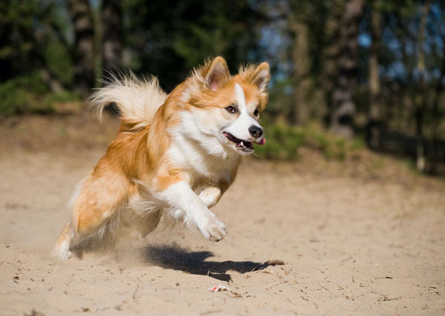 Young Icelandic sheepdog puppy running fast