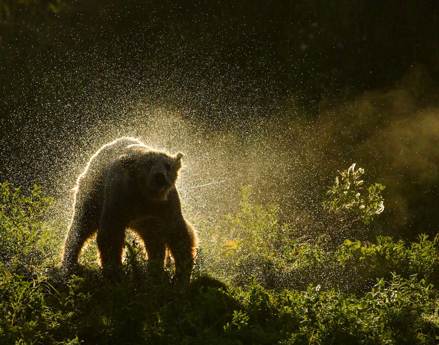 A brown bear shakes off water droplets after a day of fishing.