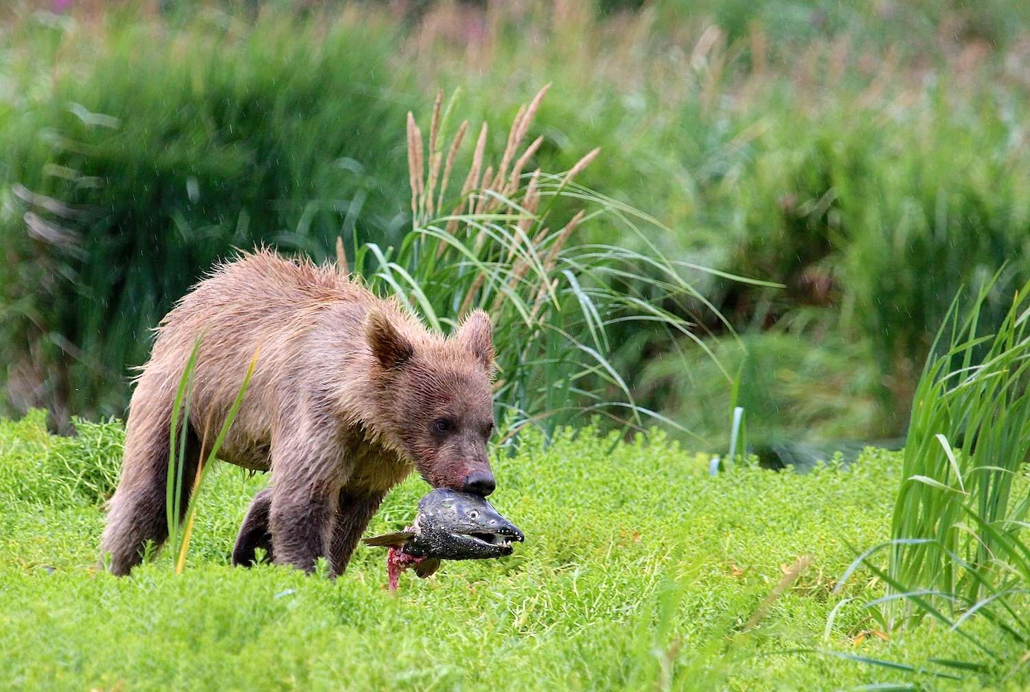 A cub delights in his catch of the day.