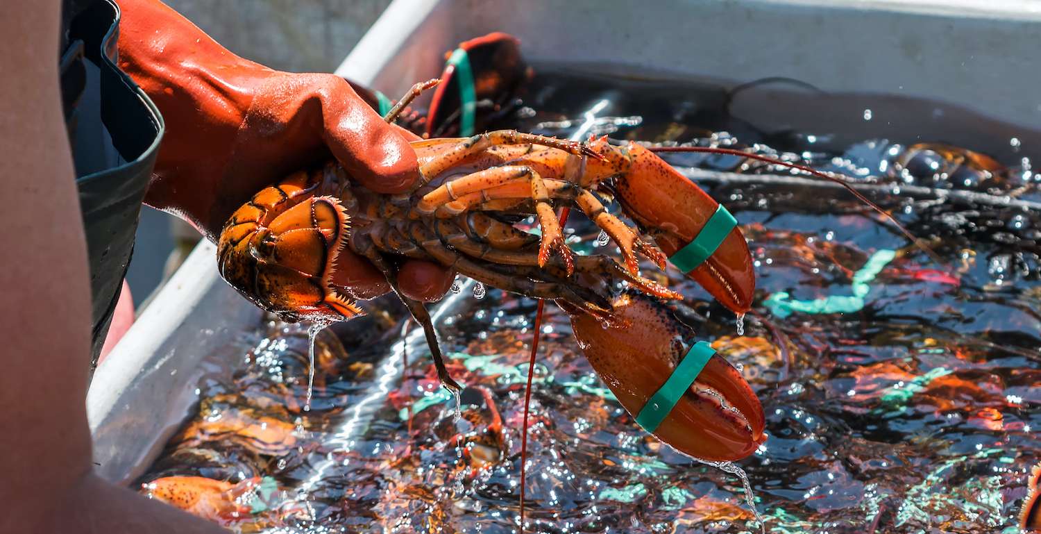 A fisherman is holding a live lobster over one of the bins that he is sorting the lobster into to sell at the end of the day.
