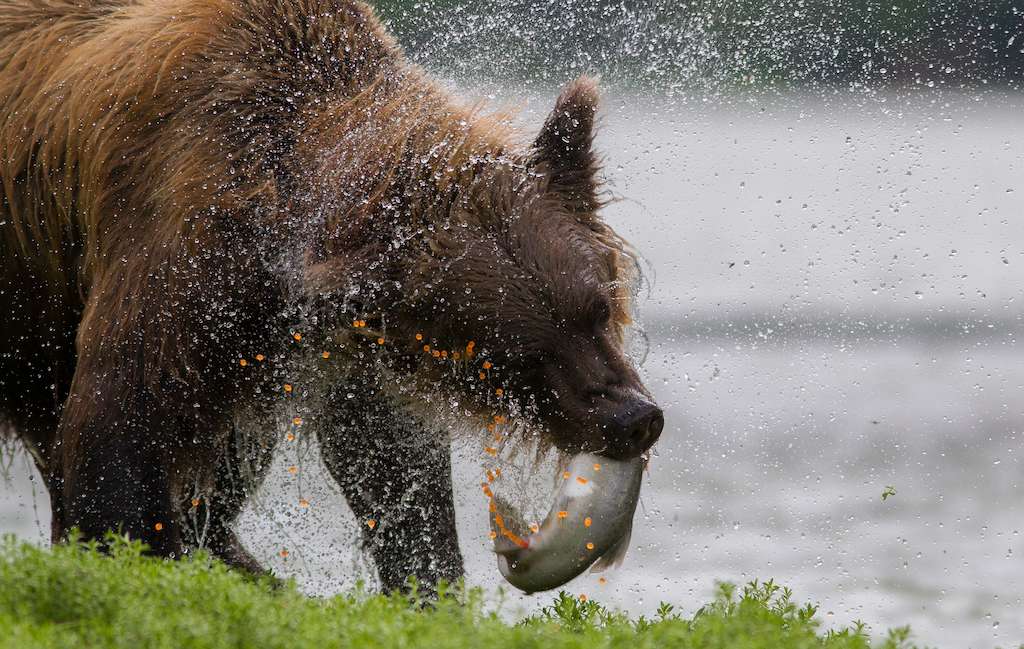A brown bear seizes a salmon in Alaska.