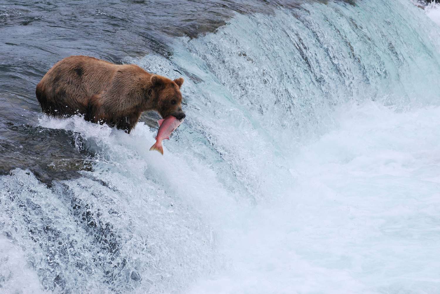 A grizzly bear catches a salmon from Brooks Falls.