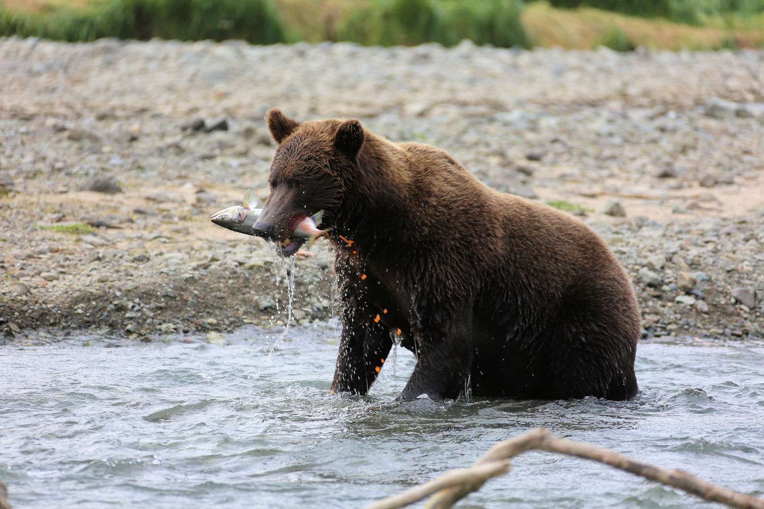 A brown bear in Alaska snatches a salmon from a rushing river. 