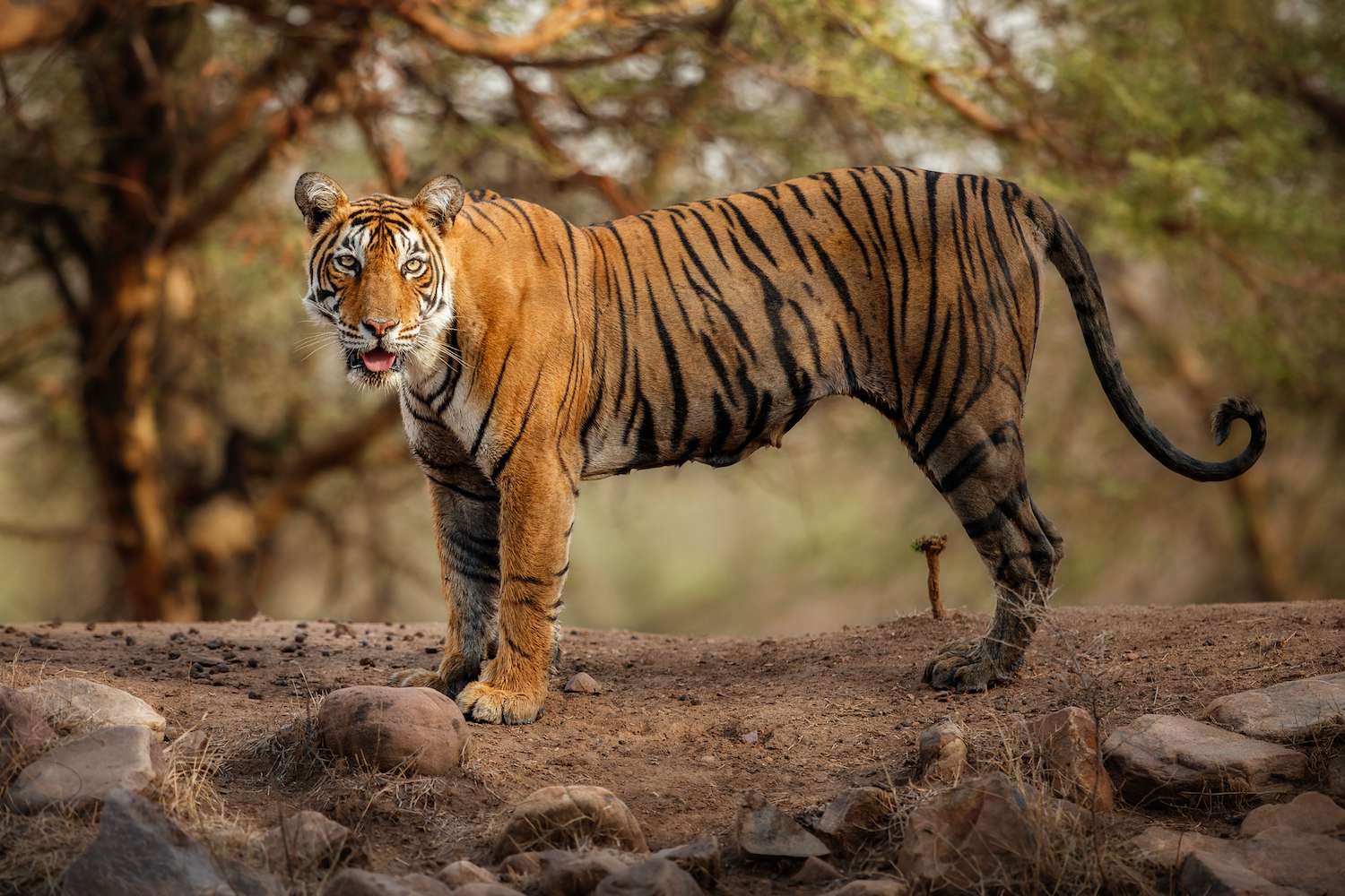 Young tiger female in a beautiful place full of color/wild animal in the nature habitat/India/big cats/endangered animals/close up with tigress