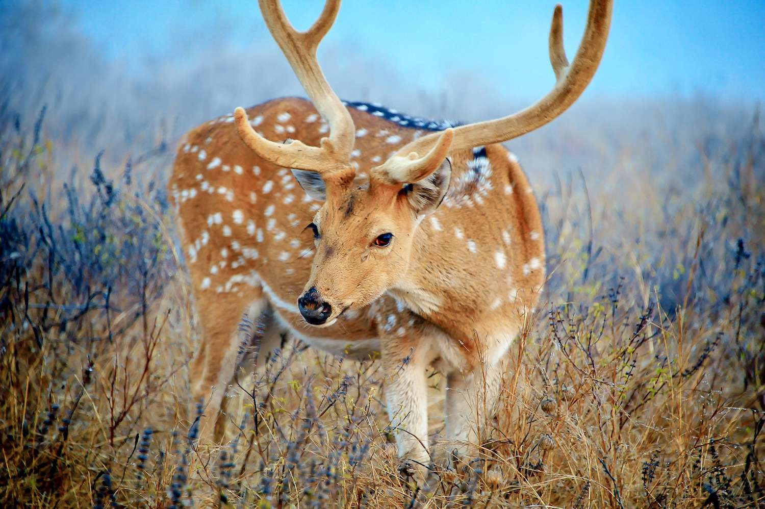 Close up of a young male Cheetal (also known as spotted or axis) deer in morning mists - Ranthambore National Park.
