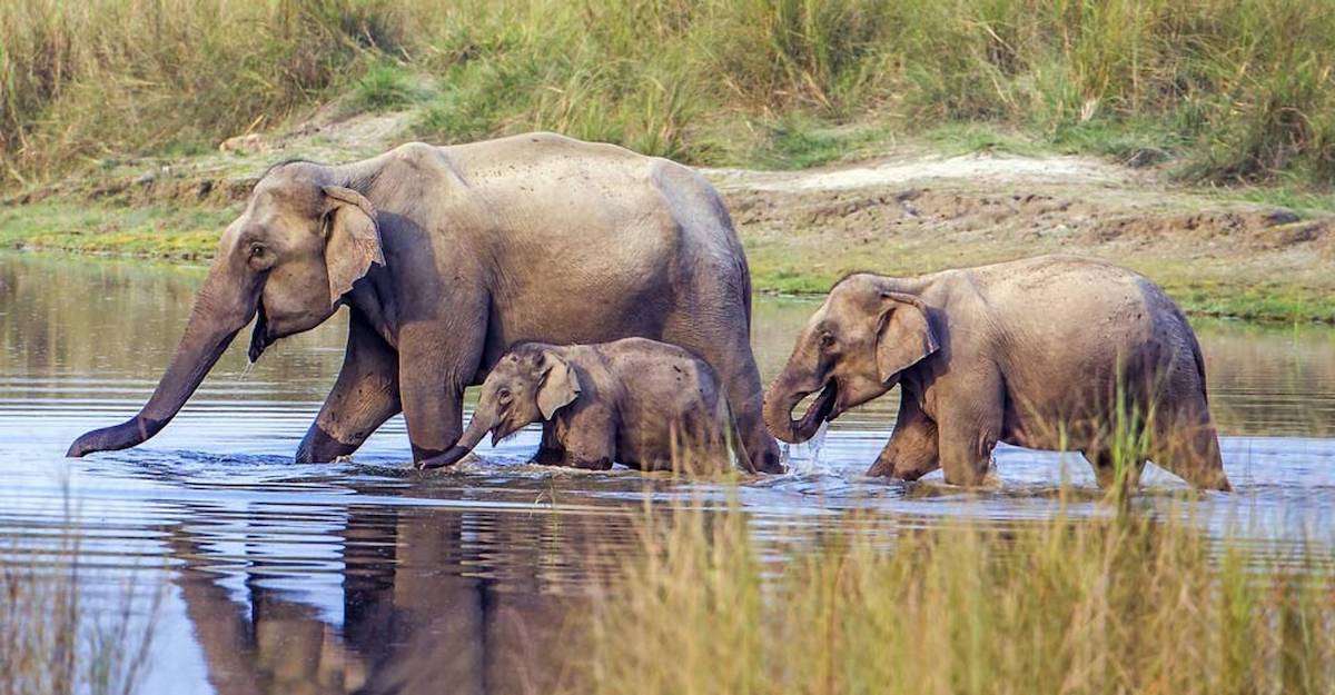 Elephant family in Nepal's national parks.