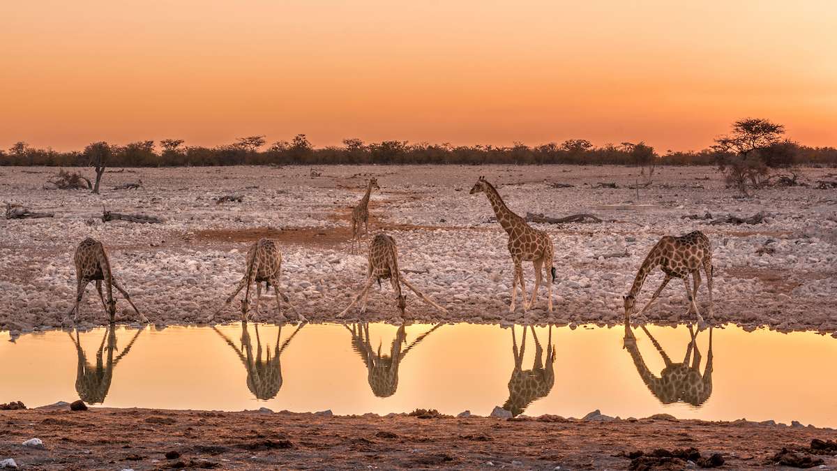 Giraffe in Etosha National Park, Namibia