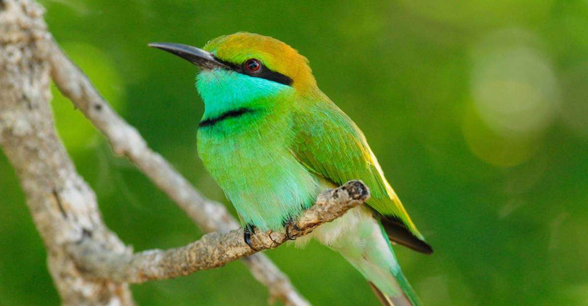 A vibrant bee-eater in Sri Lanka. 