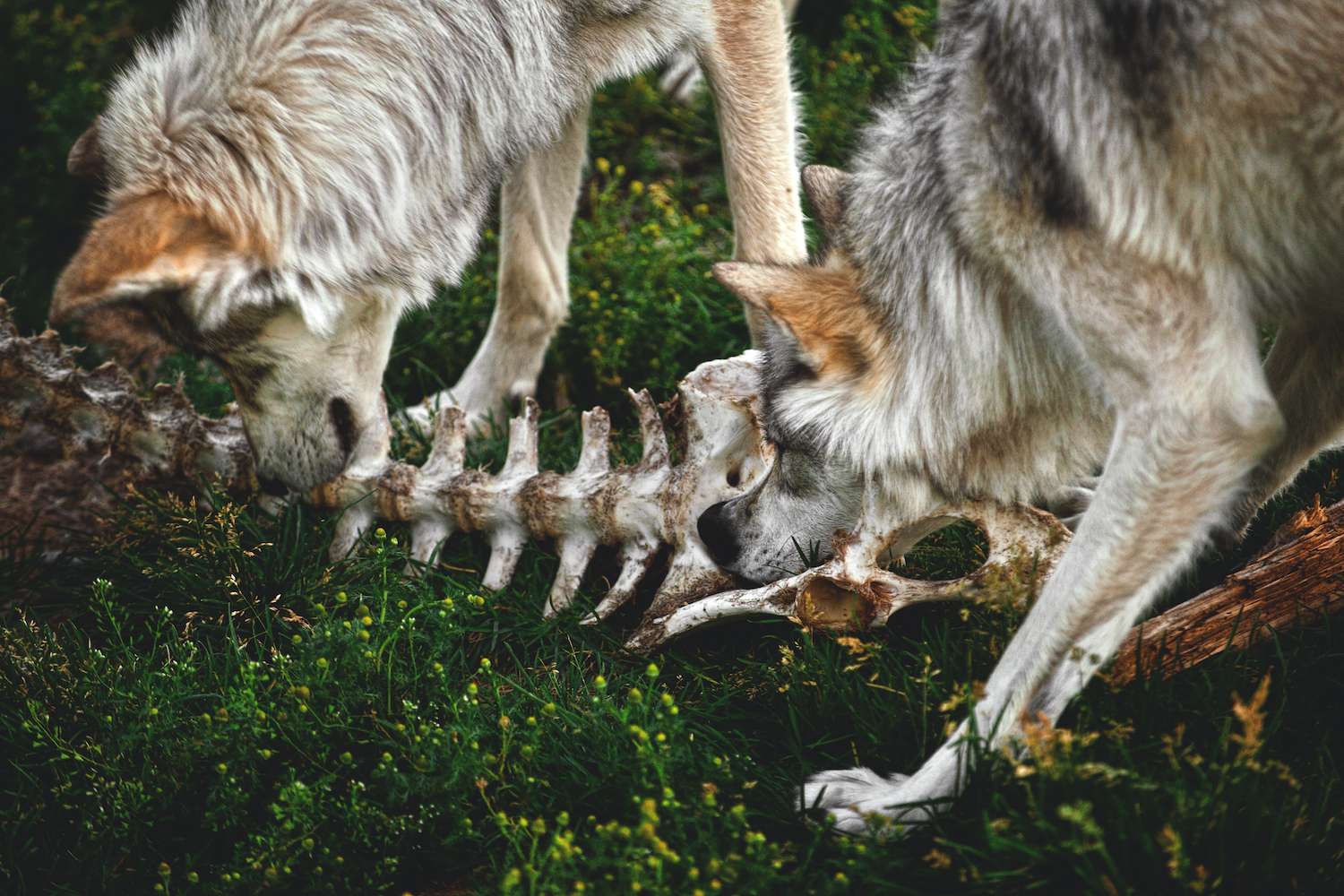 Two Grey Wolf siblings chewing / feeding on bones near Yellowstone National Park, Montana, USA.