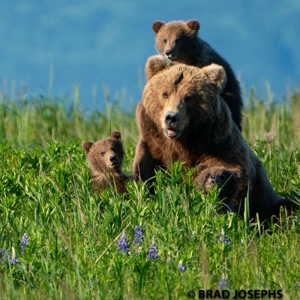A mother bear with playful cubs in a flower field.