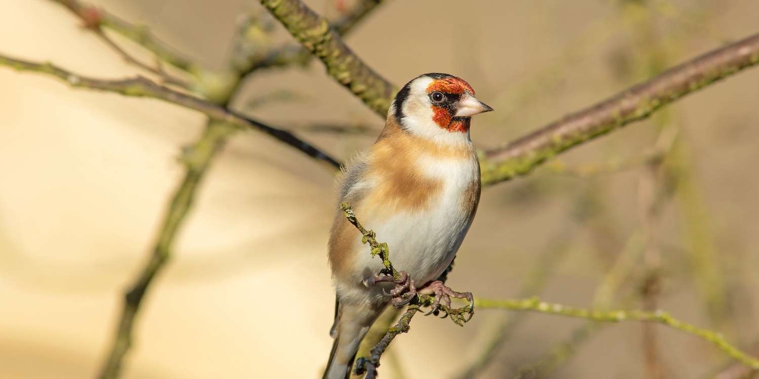 A European Goldfinch, Carduelis carduelis, sat on a tree branch in winter with branches in the background, Painswick, The Cotswolds, UK