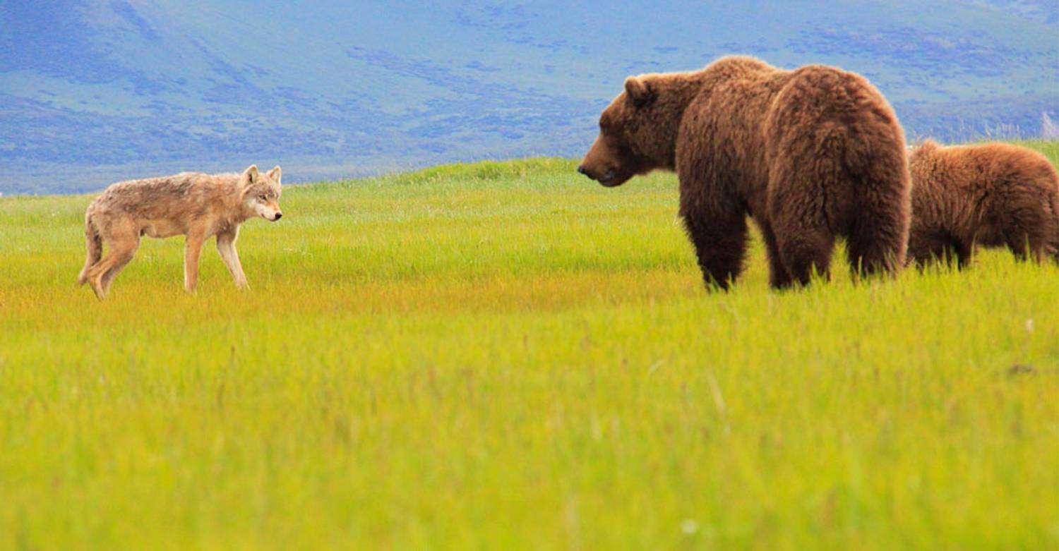 A wolf and brown bear encounter in Katmai National Park.
