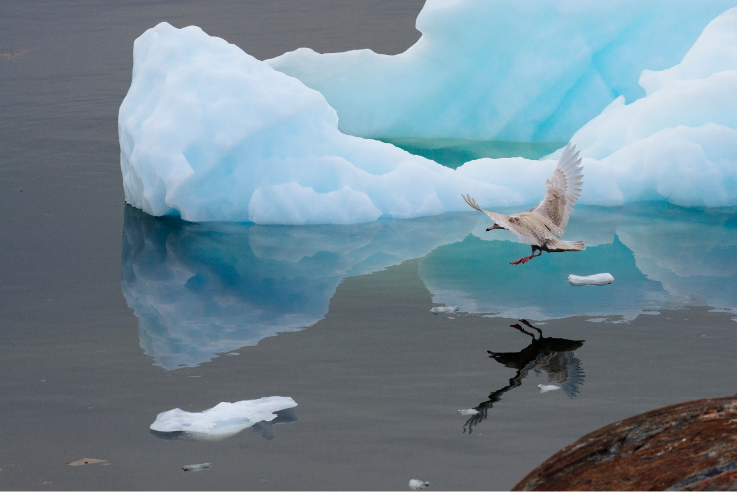 A white bird flying towards ice in Ilulissat, Greenland