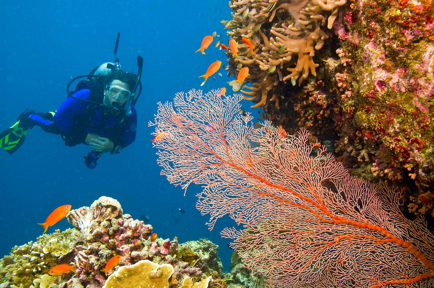 one female scuba diver viewing large orange-colored common gorgonian sea fan and variety of colorful coral of great barrier reef, Australia