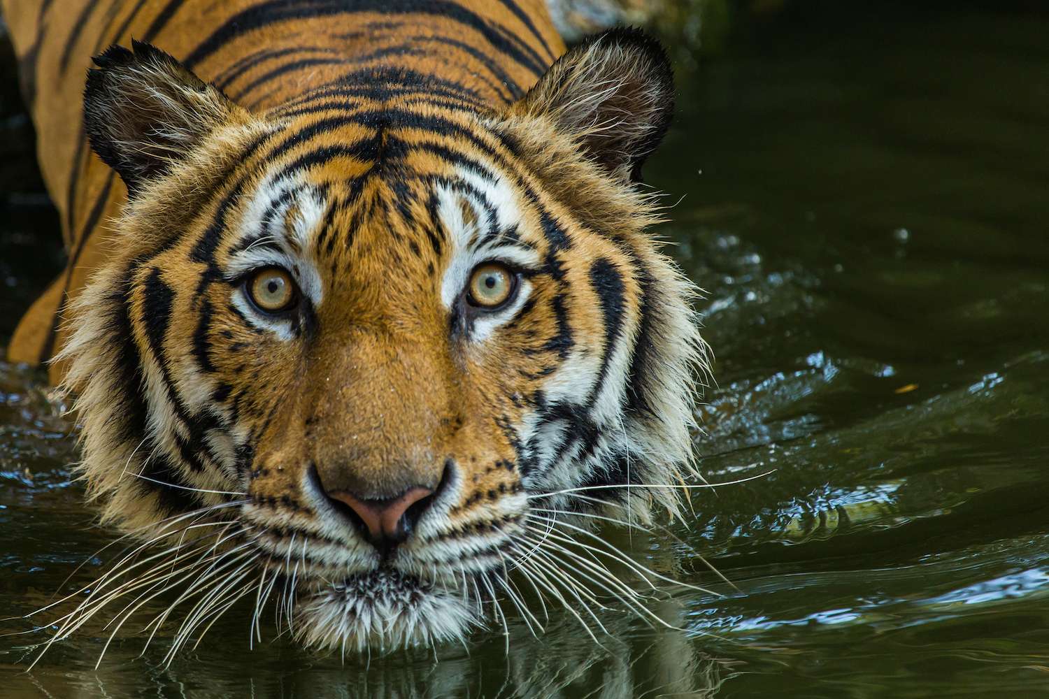 Bengal Tiger swimming show head and Looking at the faces of sight in India. 