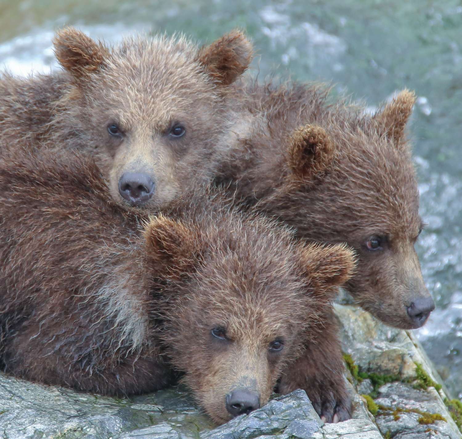 Brown bear cubs waiting for their mother in Katmai.