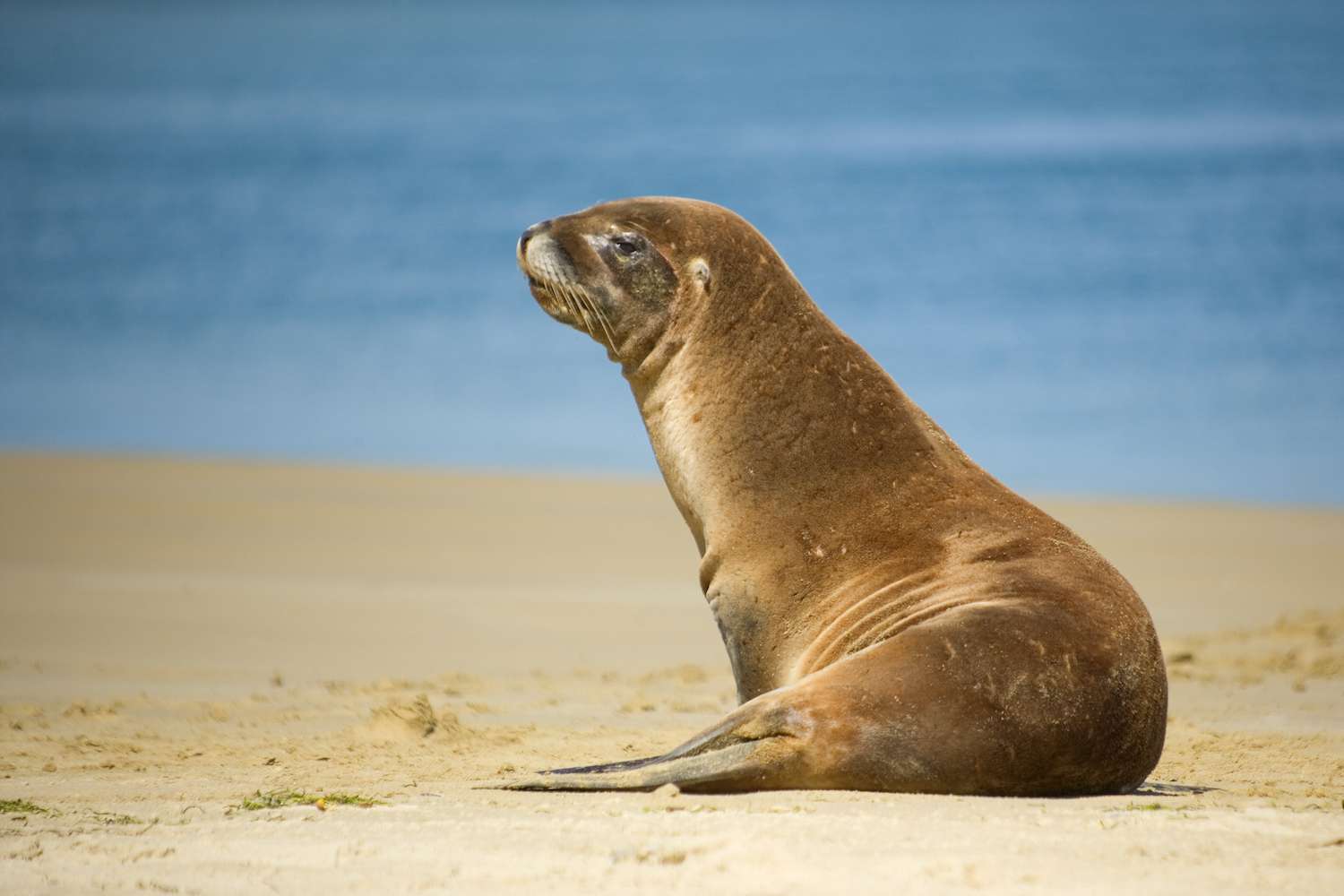 Phocarctos hookeri, Hooker's Sea Lion, young male on sandy beach basking in the sun, Surat Bay, Catlins, Southland, New Zealand