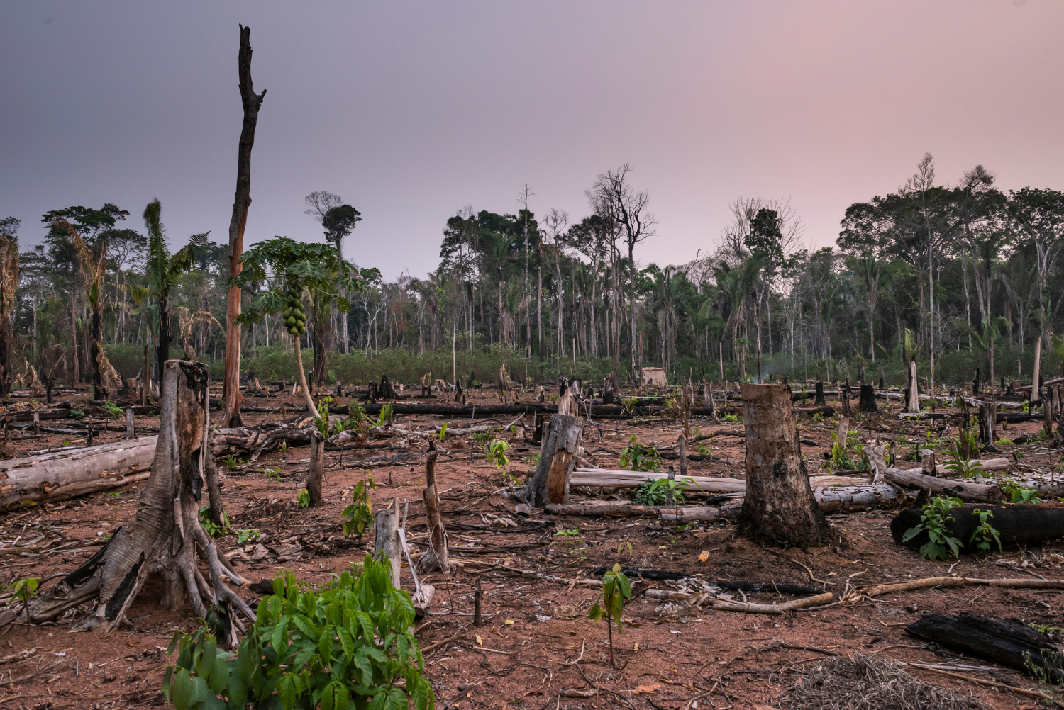 Deforestation in the Amazon Rainforest surrounding the Uru-eu-wau-wau Indigenous Land, in September 2020