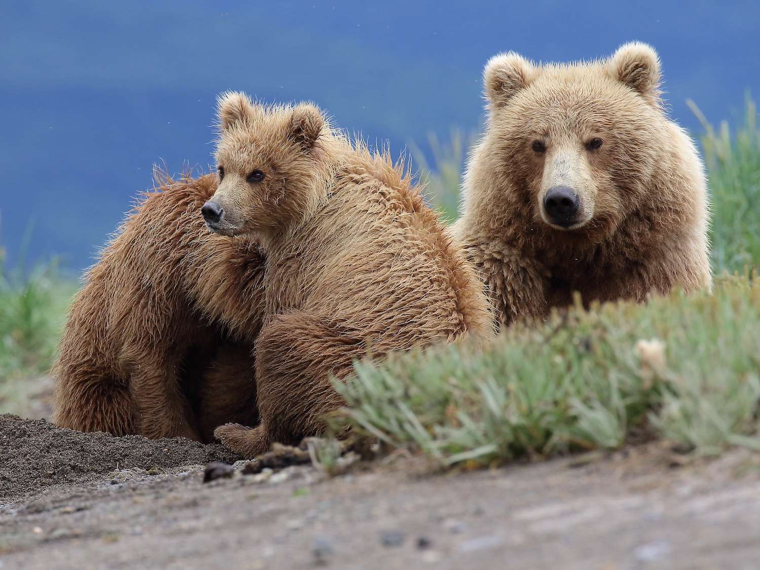 A brown bear mother with cubs in Alaska's Katmai National Park. 