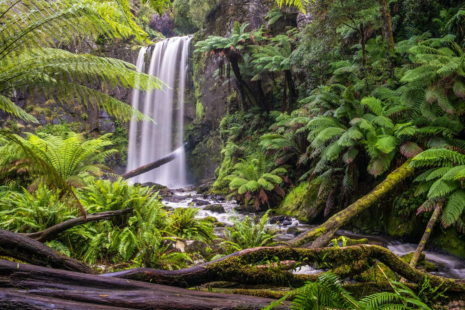 Hopetoun falls in a lush green rainforest of the Great Otway National Park in Victoria, Australia
