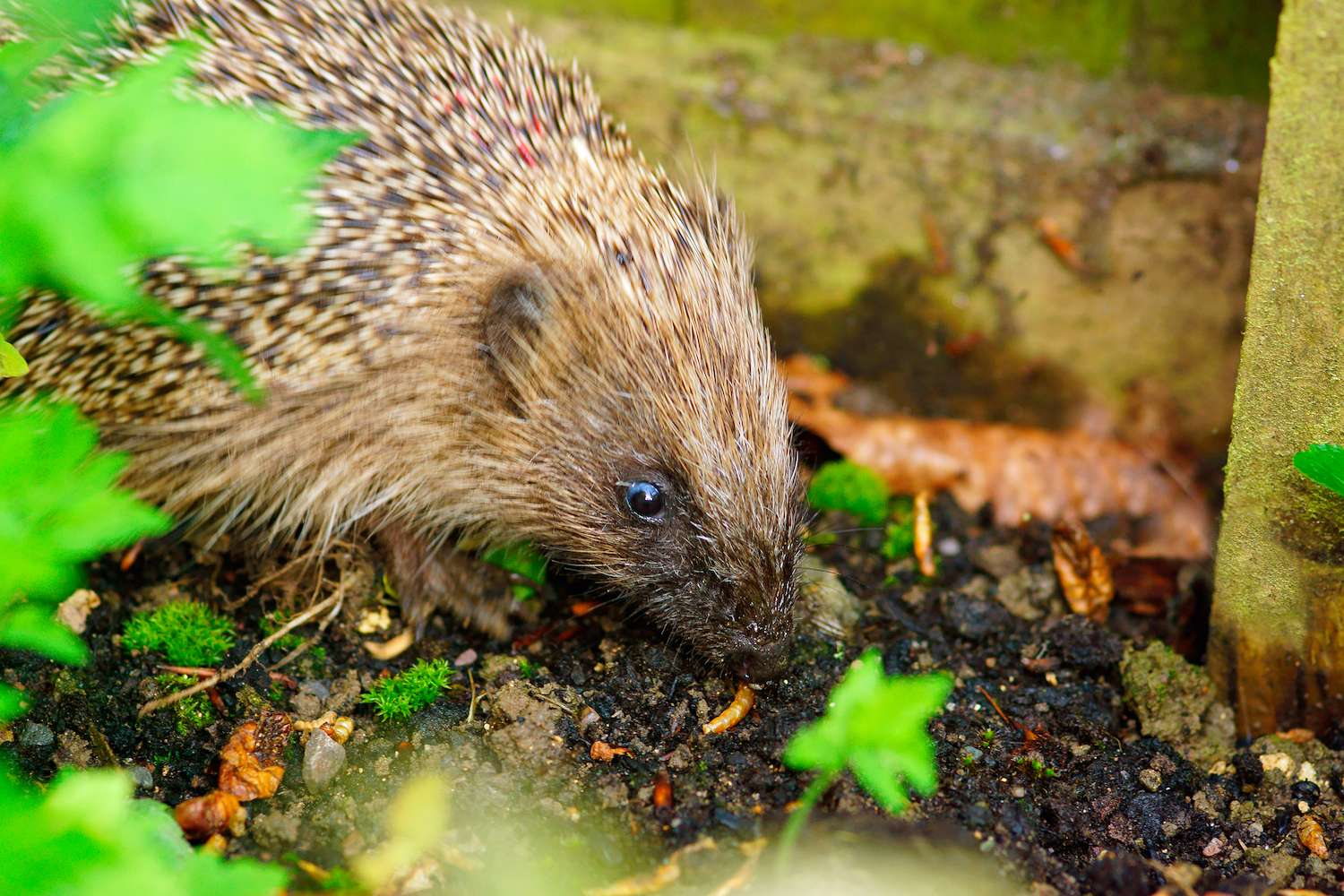 A partially hidden view of a European Hedgehog, selective focus, in an urban garden eating meal worms hiding in the foliage in Spring, The Cotswolds, Gloucestershire, UK