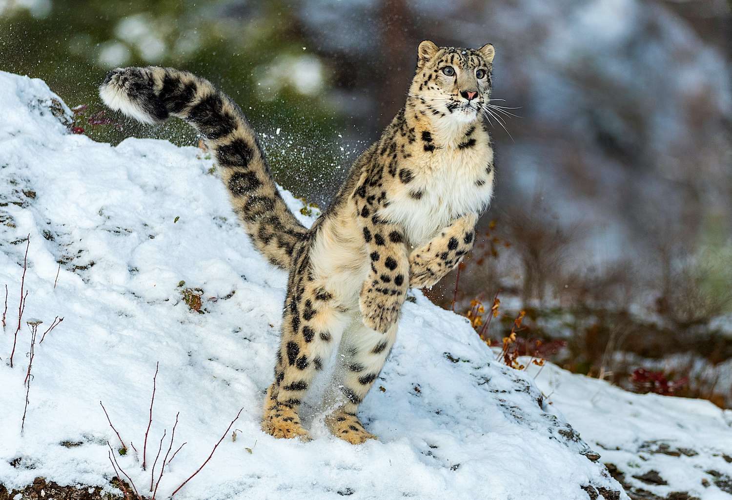 Himalayan,Snow,Leopard,On,The,Hunt | Good Nature Travel Blog