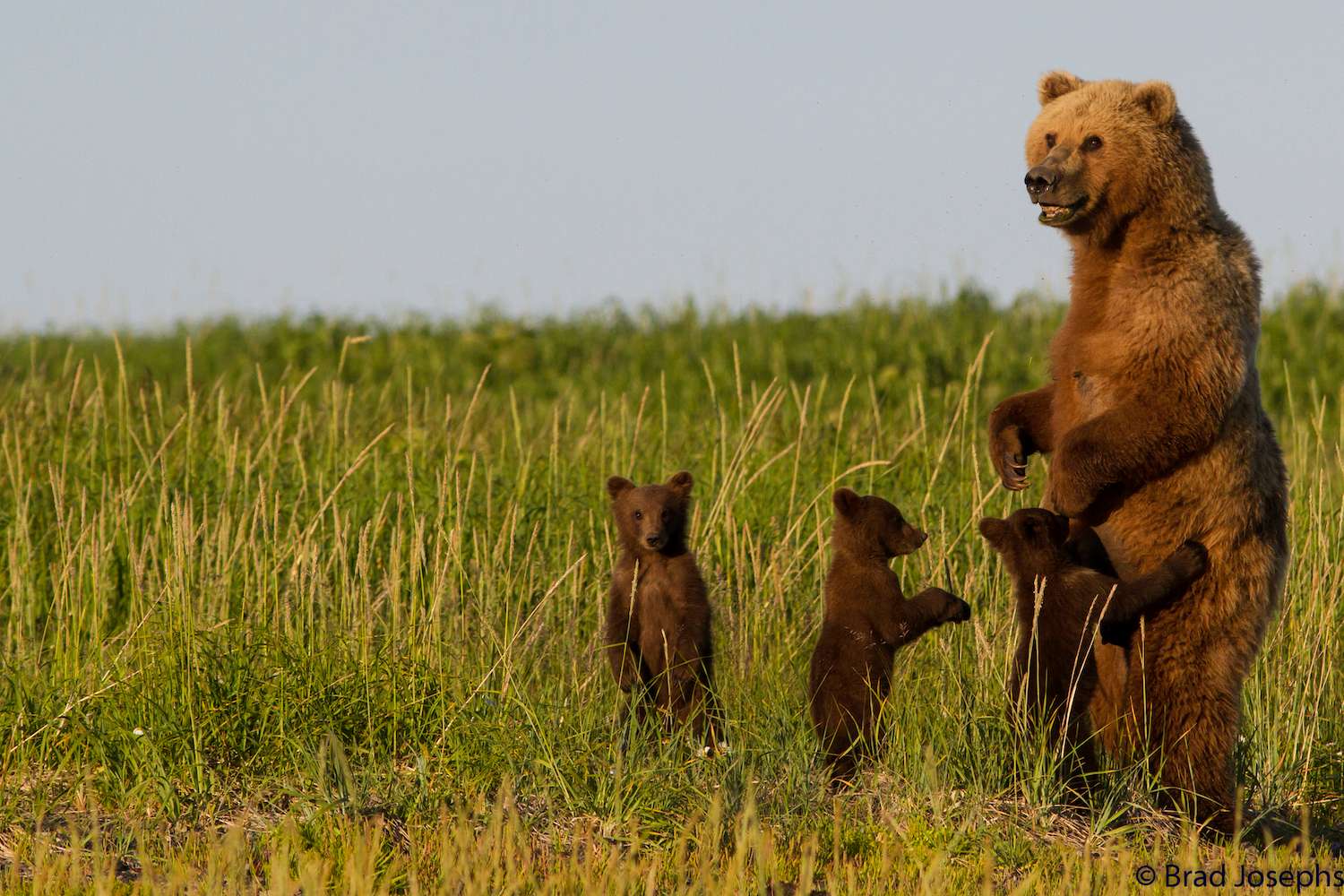 Playful bear cubs with a mother bear in Katmai National Park. 
