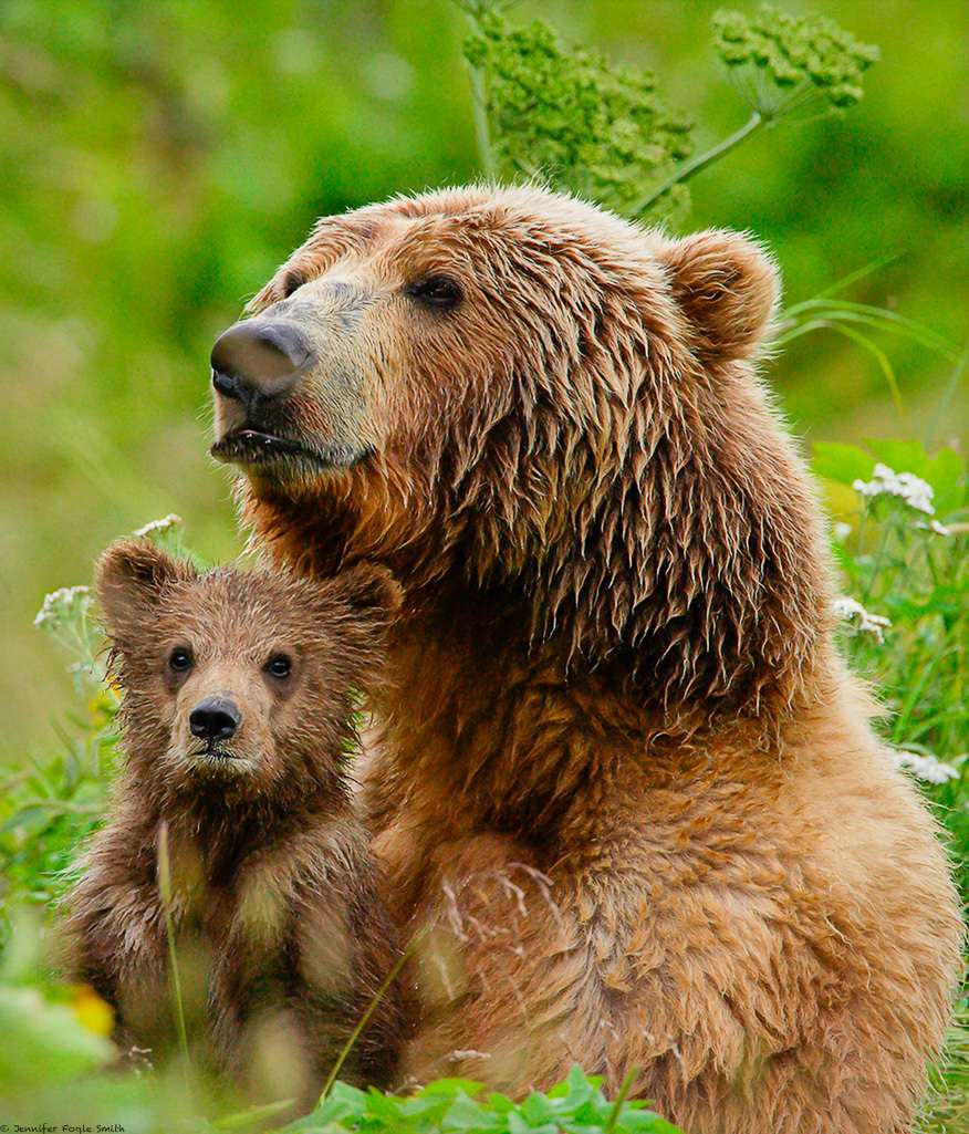 A brown bear mother and cub