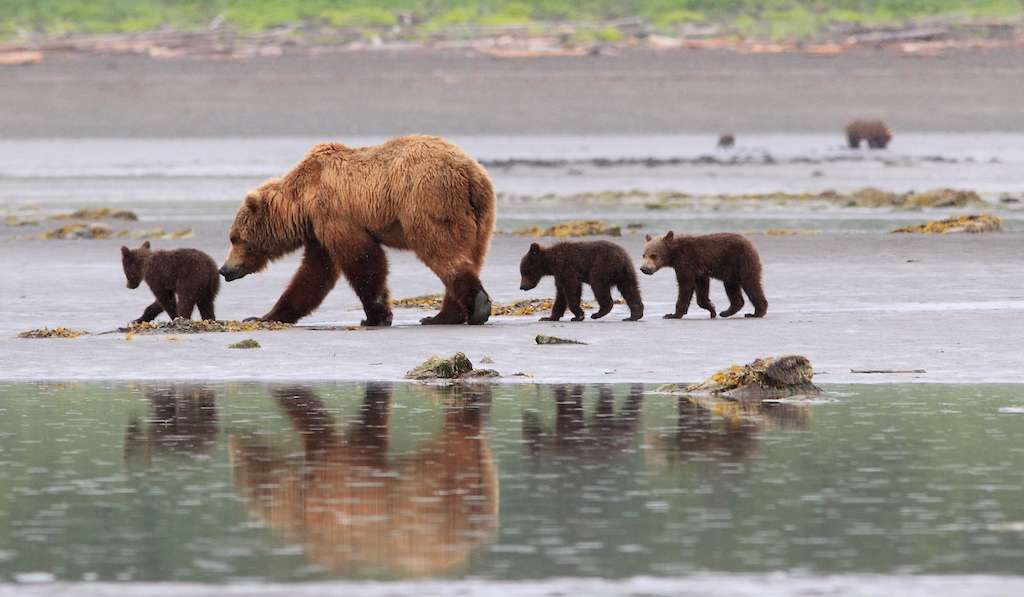 A mother bear with cubs on the tidal flats in Katmai National Park. 